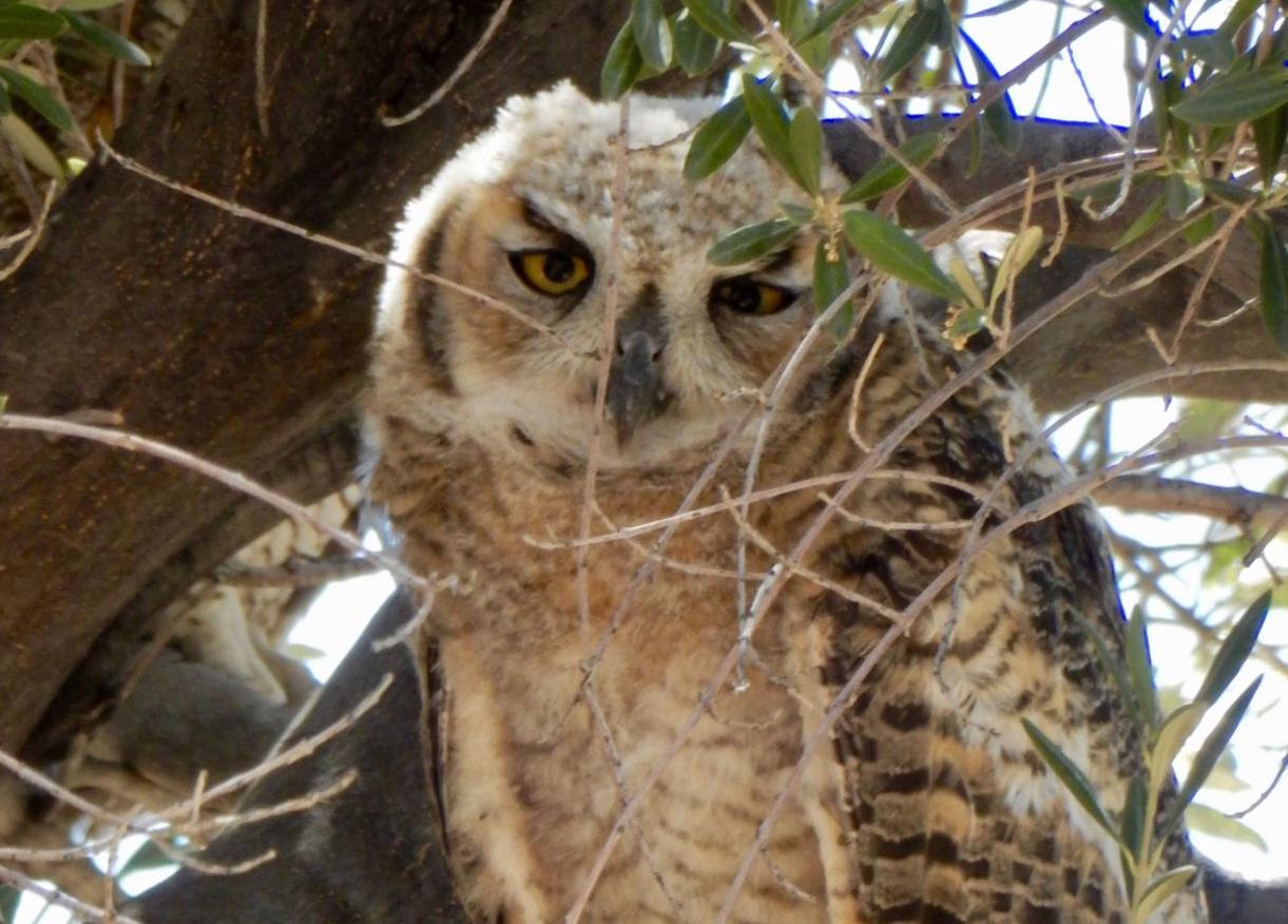 Great Horned Owl